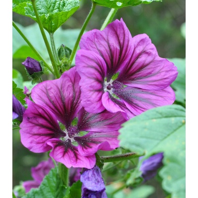 BIO Sléz lesní tmavě fialový - Malva sylvestris - prodej bio semen - 50 ks