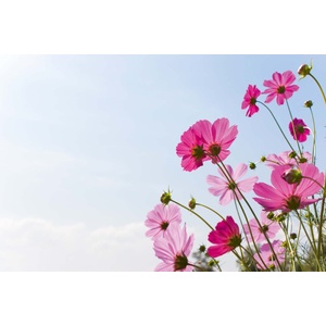DIMEX ART Флизелинов фототапет цъфтящо розово поле 375 x 250 см