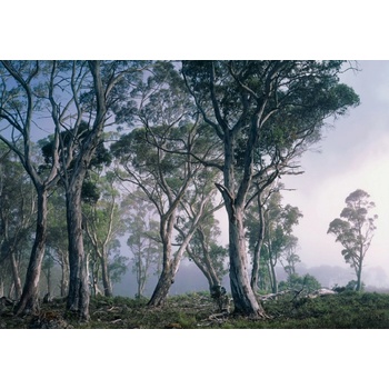 Komar 8-523 Fototapeta Fantasy Forest, rozměry 368 cm x 254 cm