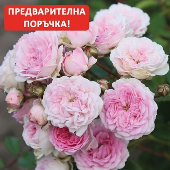Kordes® Щамбова Роза Pashmina® - Kordes®