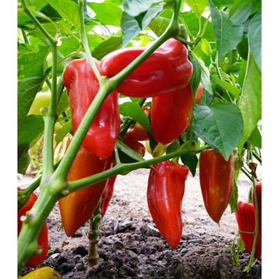 Paprika Meika - Capsicum annuum - semienka papriky - 20 ks