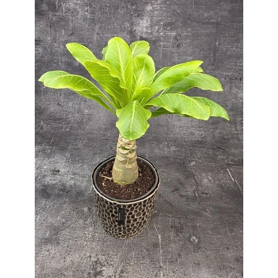 Brighamia insignis