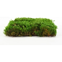 Stabilizovaný kapradinový mech (Fern Moss) Canopy | Zelený | 36x36cm