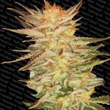 Paradise Seeds Ice Cream semena neobsahují THC 5 ks