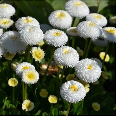 Sedmokráska Roggli biela - Bellis perennis - semená sedmokrásky - 50 ks