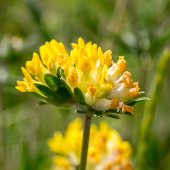 Úročník bolhoj - Anthyllis vulneraria - semena úročníku - 30 ks