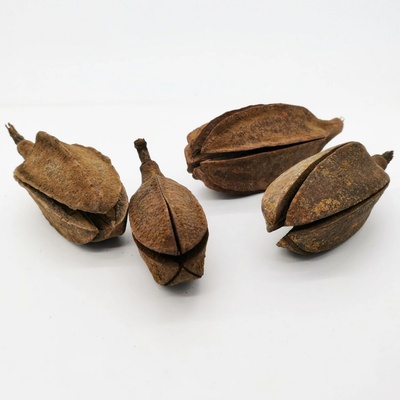 Thuja pod natural - 20 ks