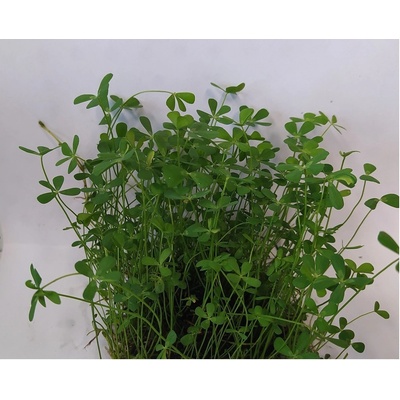 Marsilea hirsuta