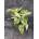 Epipremnum Snow Leopard