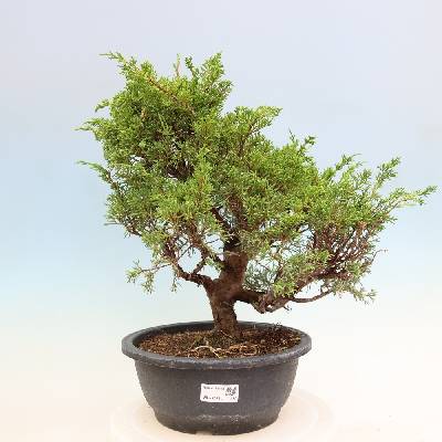 e-bonsai Venkovní bonsai - Juniperus chinensis Itoigawa-Jalovec čínský