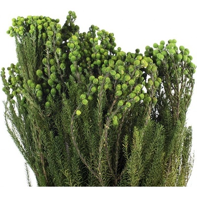 Stabilizovaná rostlina Lanuginosa Green 30-60 cm