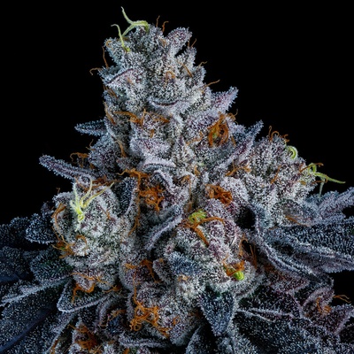 Anesia SeedsGiga Brain Auto Semienka neobsahujú THC 3 ks