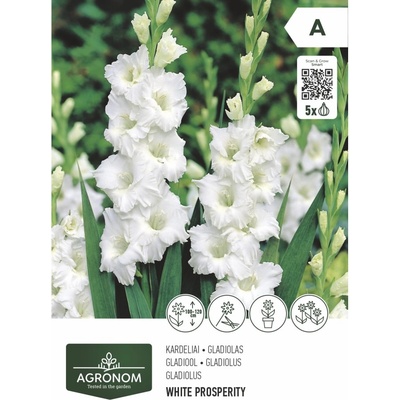 Seklos Гладиола бяла - 5 бр луковицa