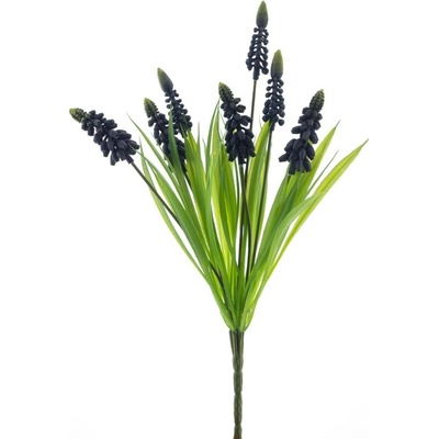 modřenec (muscari) keř fialový V31 cm