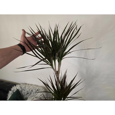 Dracena marginata ‘Magenta’ – 3 kmene 120 cm