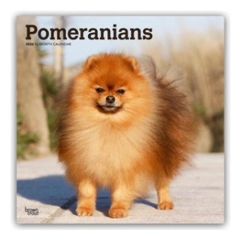 Browntrout Verlags GmbH Pomeranians - Spitz 2026 - 16-Monatskalender