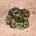 Sempervivum Black