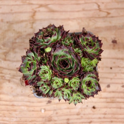 Sempervivum Black