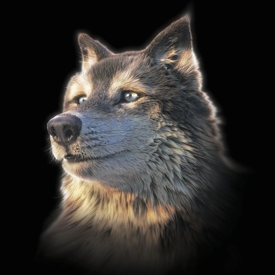 3D pohlednice Wolf Selfie Square