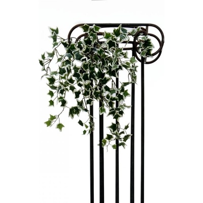 Holandský divoký břečťan trs malý, 60 cm