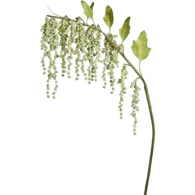 Amaranthus