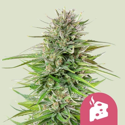 Royal Queen Seeds Blue Cheese semienka neobsahujú THC 100 ks