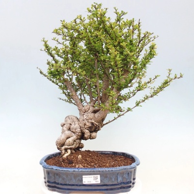 e-bonsai Venkovní bonsai - Berberis coreana - Dřištál korejský