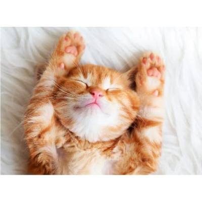 Ravensburger - Puzzle Sleeping fur baby - 500 piese