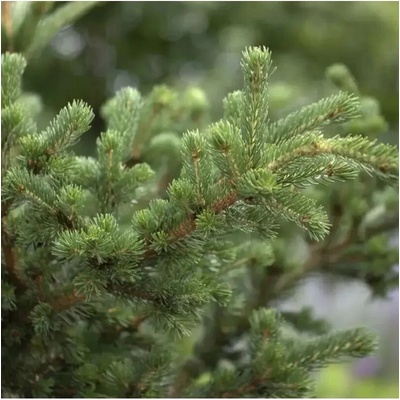 Picea pungens 'Lucky Strike' C13L
