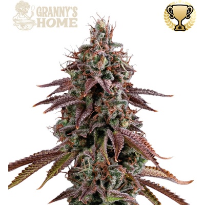 Seedstockers Superior Grannys Home semienka neobsahujú THC 3 ks