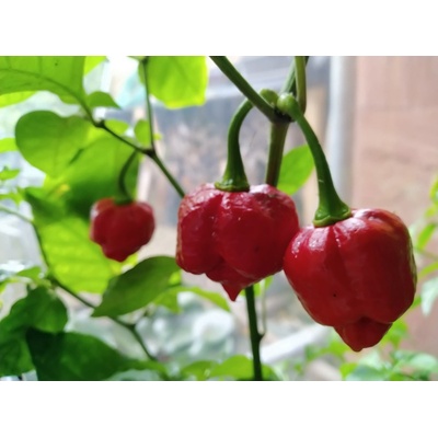 Trinidad Scorpion Moruga Red Chilli semínka