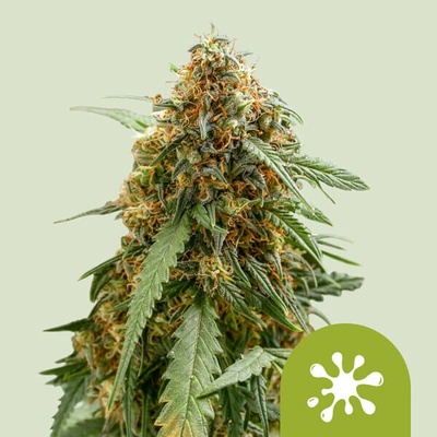 Royal Queen Seeds Sticky Queen Auto semienka neobsahujú THC 10 ks