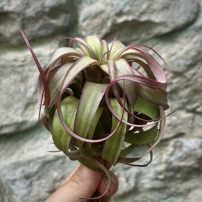 Tillandsia Eric Knobloch