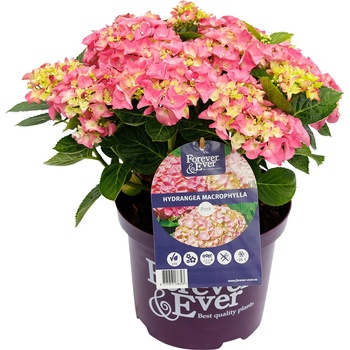 Forever & Ever® Macrophylla Pink Forever & Ever®