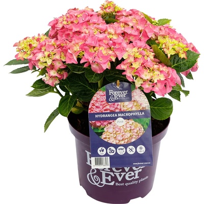 Forever & Ever® Macrophylla Pink Forever & Ever®
