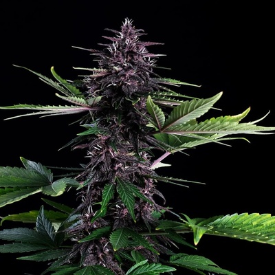 Kannabia Seeds Swiss Dream Rose AUTO CBD semienka neobsahujú THC 3 ks