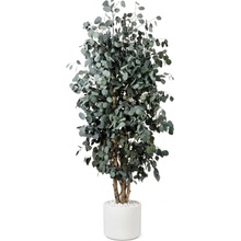 Populus tree 180 cm