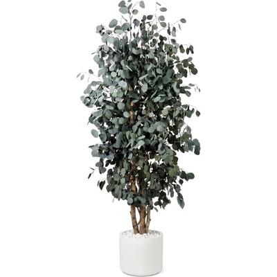 Populus tree 130 cm