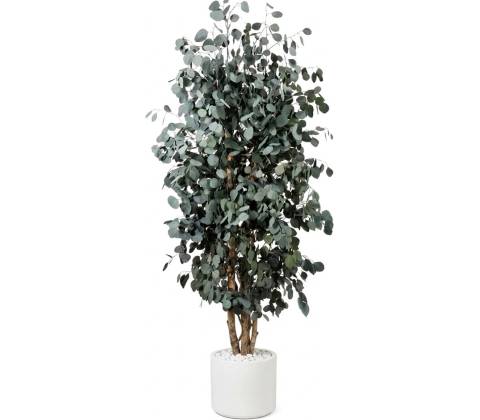 Populus tree 180 cm
