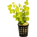 Lysimachia nummularia