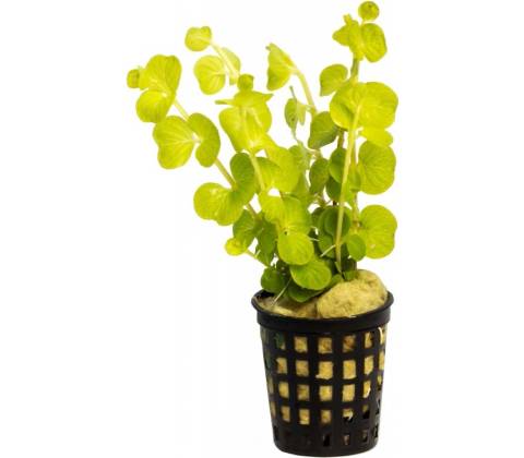 Lysimachia nummularia