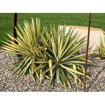 Juka vláknitá Colour Guard 20-30 cm - Yucca filamentosa, kont. 3 l