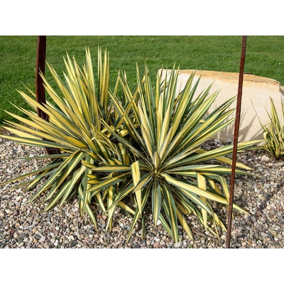 Juka vláknitá Colour Guard 20-30 cm - Yucca filamentosa, kont. 3 l