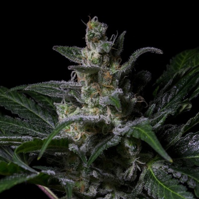R-Kiem Seeds Muse semienka neobsahujú THC 10 ks