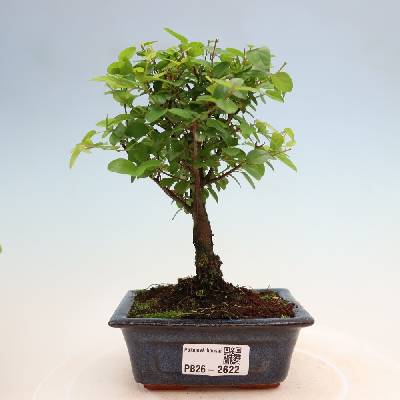 e-bonsai Pokojová bonsai - Sagerécie thea - Sagerécie thea