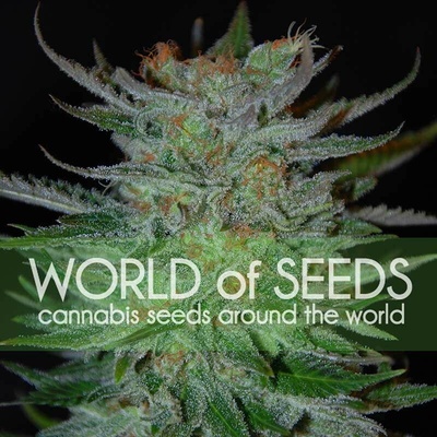 World of Seeds New York 47 semienka neobsahujú THC 3 ks