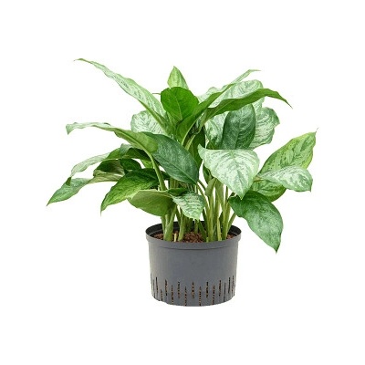 Aglaonema Chantal Tuft 28/19 výška 70 cm