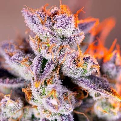 Sweet Seeds Tropicanna Poison XL AUTO semena neobsahují THC 5 ks