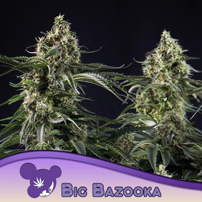 Anesia Seeds Big Bazooka semena neobsahují THC 5 ks