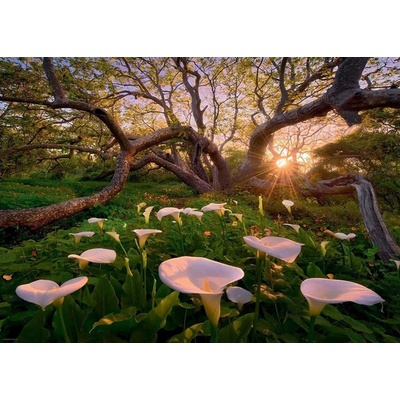 Heye Marc Adamus Calla Clearing 1000 dielov